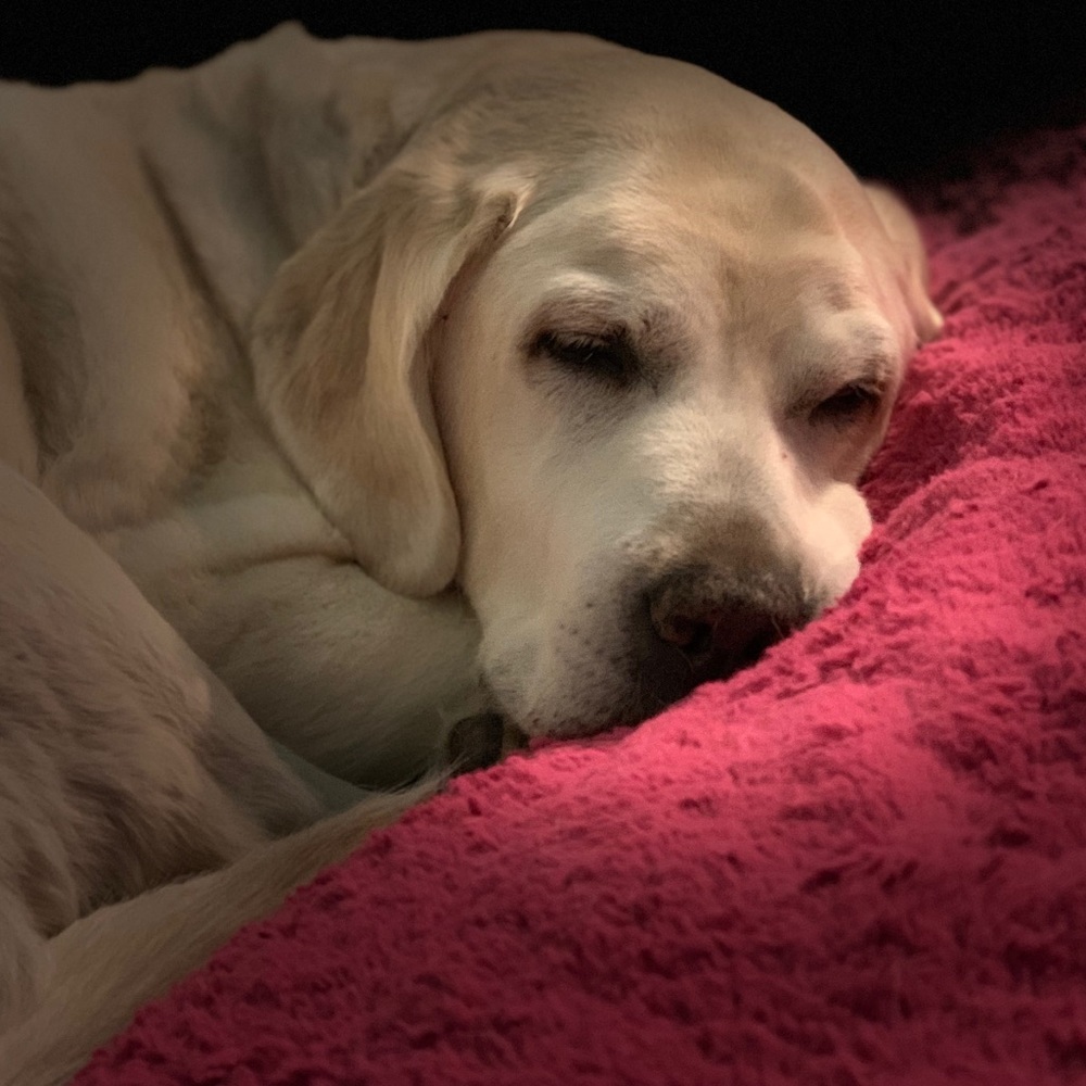 Meet your Posher, Molly